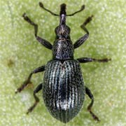 Ischnopterapion virens (1.8–2.6 mm)