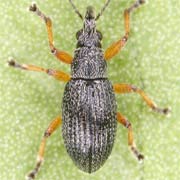 Kalcapion pallipes (2–2.4 mm)