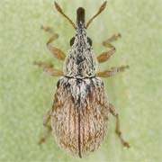 Malvapion malvae (1.8–2.4 mm)
