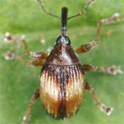 Nanophyes globiformis (1.6–2.2 mm)