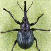 Omphalapion buddebergi (1.9–2.4 mm)