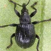 Omphalapion laevigatum (1.8–2.8 mm)