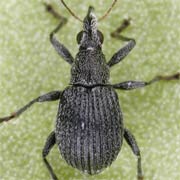 Oxystoma cerdo (2.4–3 mm)