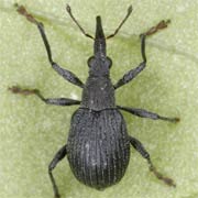 Oxystoma ochropus (2.9–3.6 mm)