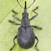 Oxystoma opeticum (2.3–3 mm)