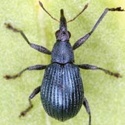 Oxystoma pomonae (2.5–3.6 mm)