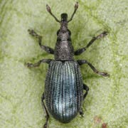 Perapion violaceum (2.6–3.5 mm)