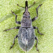 Phrissotrichum rugicolle (1.9–2.5 mm)