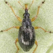 Pseudapion rufirostre (2.1–2.8 mm)