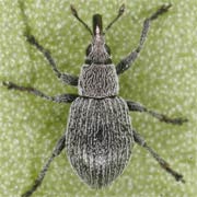 Pseudoperapion brevirostre (1.8–2.3 mm)