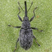 Squamapion elongatum (1.8–2.4 mm)