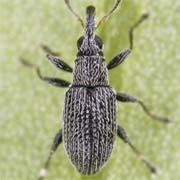 Squamapion flavimanum (1.6–2 mm)