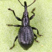 Synapion ebeninum (2–2.8 mm)