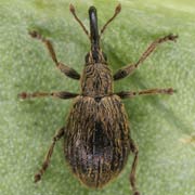 Trichopterapion holosericeum (2.2–2.7 mm)