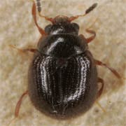 Arpidiphorus orbiculatus (1.2–1.5 mm)