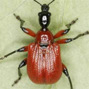 Apoderus coryli (6–8 mm)