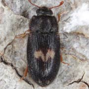 Biphyllus lunatus (3–3.3 mm)