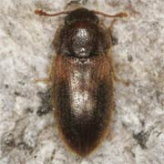 Diplocoelus fagi (2.8–3.3 mm)