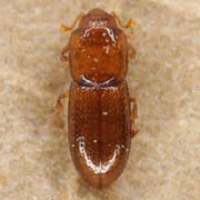 Anommatus reitteri (1.5–2 mm)