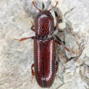 Oxylaemus cylindricus (2.8–3.4 mm)