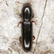 Teredus cylindricus (3.5–4.5 mm)