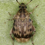 Acanthoscelides obtectus (3.2–4 mm)