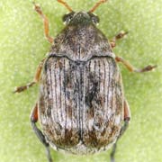 2 - 3 mm