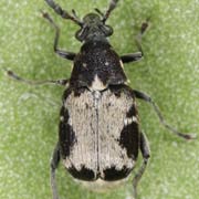 Bruchidius marginalis (2.8–3.2 mm)