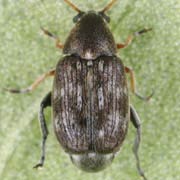 Bruchidius pusillus (1.8–2.7 mm)