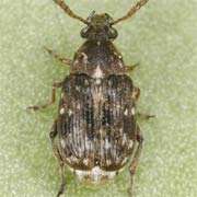 Bruchidius seminarius (2–3 mm)