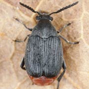 Bruchidius siliquastri (2.8–3.7 mm)