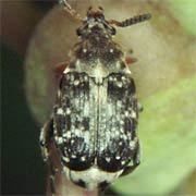 Bruchus affinis (3–5 mm)
