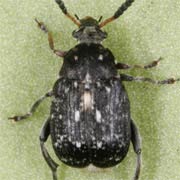 Bruchus atomarius (2–3.5 mm)