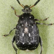 Bruchus atomarius (2–3.5 mm)