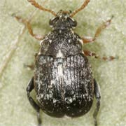 Bruchus luteicornis (1.5–2.8 mm)