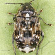 Bruchus pisorum (4–5 mm)