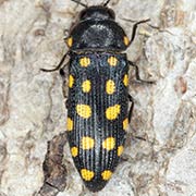 Acmaeodera degener (8–12 mm)