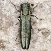 Agrilus angustulus (4–6.5 mm)