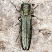 Agrilus angustulus (4–6.5 mm)