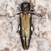 Agrilus ater (6.5–11 mm)