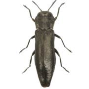 Agrilus betuleti (4–6 mm)