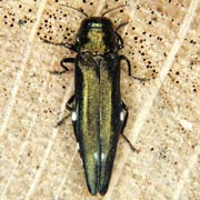 Agrilus biguttatus (9–11 mm)