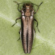 Agrilus cinctus (7–9 mm)