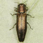 Agrilus convexicollis (3.5–5.5 mm)