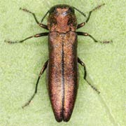 Agrilus cuprescens (4.5–7 mm)