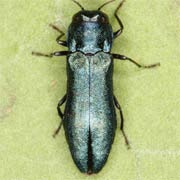 Agrilus cyanescens (4.5–7 mm)