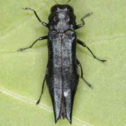 Agrilus guerini (8.5–12 mm)