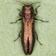 Agrilus hyperici (4–6 mm)