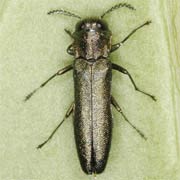 Agrilus laticornis (4–6.5 mm)