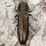Agrilus obscuricollis (3.5–5 mm)